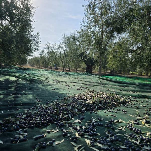 Abbacchiatore FALCO® 34V 3.5 metri - GARDENMAC®