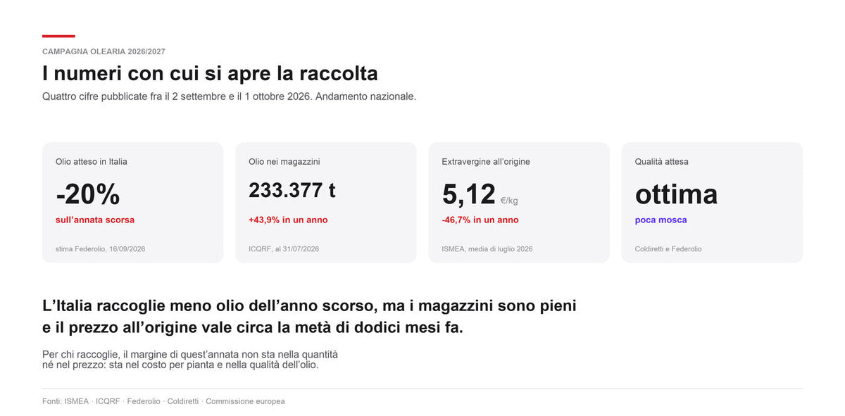 Campagna olearia 2026/2027: i quattro numeri con cui si apre la raccolta delle olive in Italia