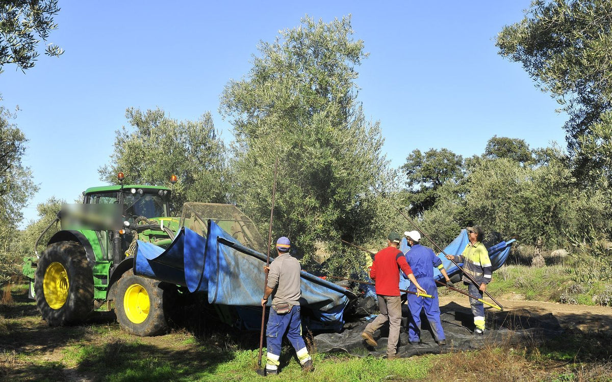 Squadra al lavoro nella raccolta delle olive: teli stesi, canne a mano e trattore acceso in campo