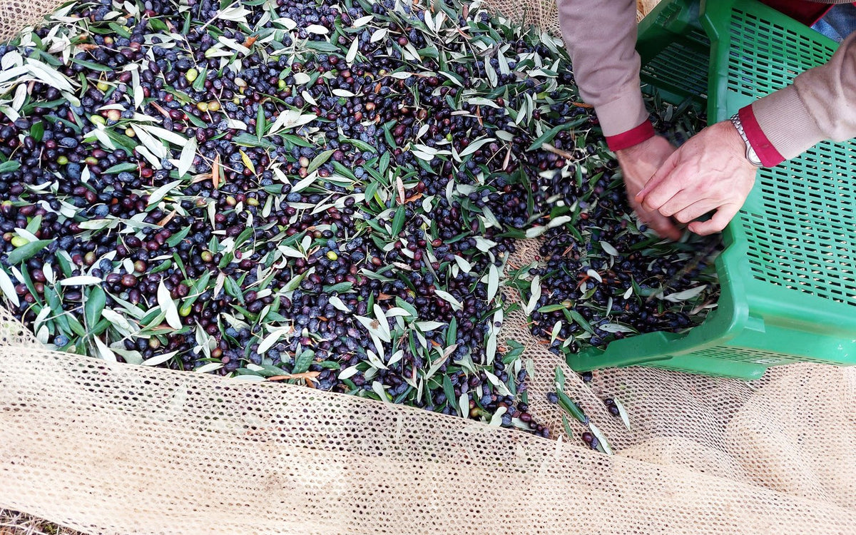 Mani che raccolgono le olive dal telo e le mettono in una cassetta