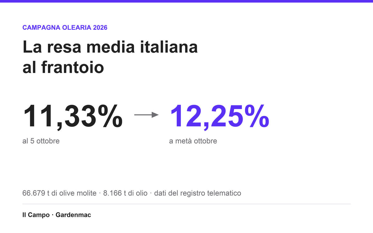 La resa media italiana al frantoio passa dall'11,33% di inizio ottobre al 12,25% di metà ottobre 2026