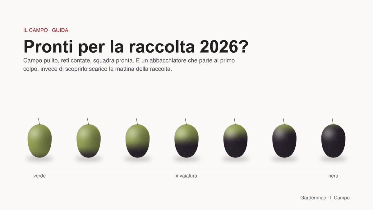 La stessa oliva in sette gradi di invaiatura, dal verde alla nera: il segnale con cui si decide quando iniziare la raccolta