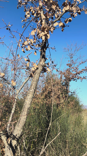 Video 2 trigger image